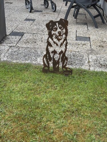 Australian Shepherd / Australische Herder Zittend - Groot photo review