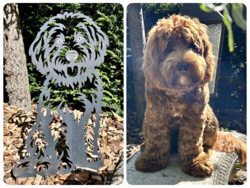 Labradoodle Hond Zittend - Groot photo review